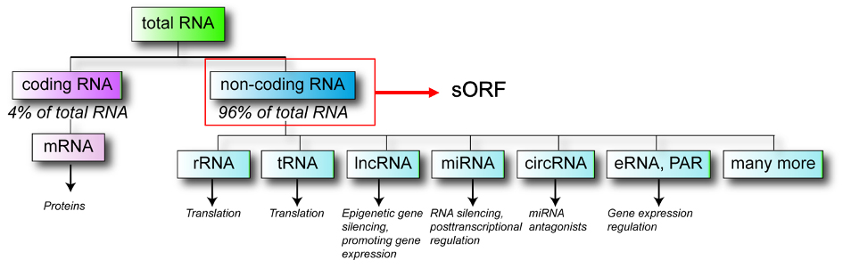 Schematic representation of the RNA landscape