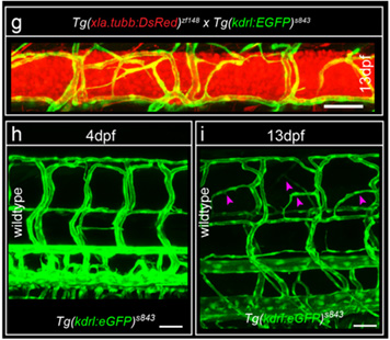 In vivo imaging of the spinal cord vascular network in the zebrafish embryo