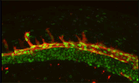 endothelial cell movements in zebrafish