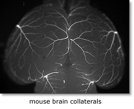 mouse brain collaterals