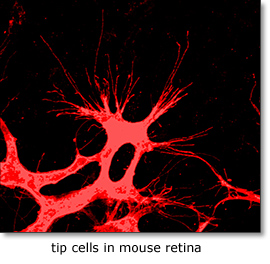 Tip cells in mouse retina